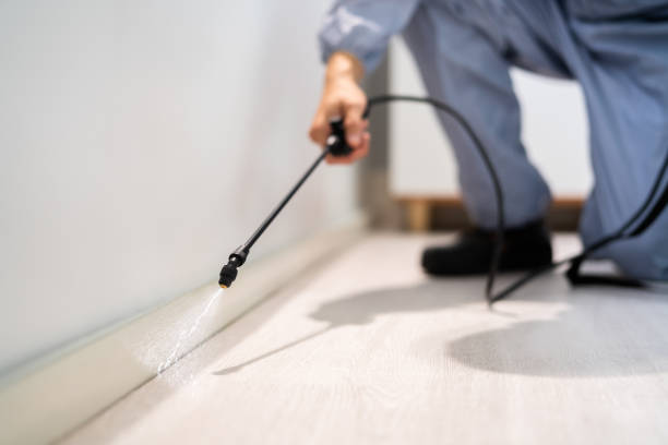 Licensed Wasp Removal service in The Villages, FL - Show Me Pest Control
